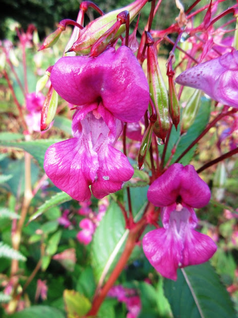 Pink flowers