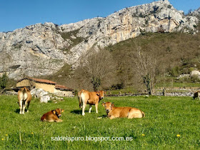 vacas-montaña-asturianas