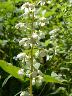 Pyrole d'Amérique - Pyrola americana - Pyrole à feuilles rondes