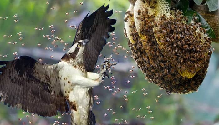 Know the Bird that Boldly Puts Its Mouth in a Beehive to Eat Honey and Its Larvae?