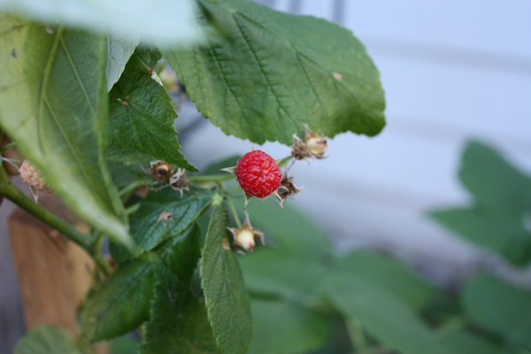 Red Raspberry