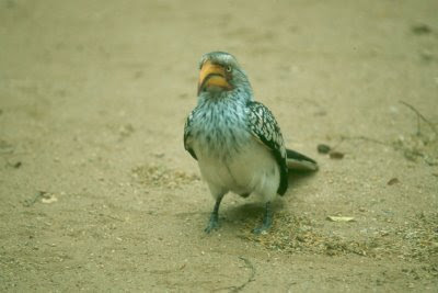 safari, Kruger National Park, South Africa, Southern yellow-billed hornbill