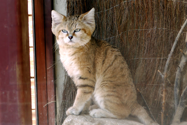 Sand Cat by Tanya Durrant from flickr (CC-ND)