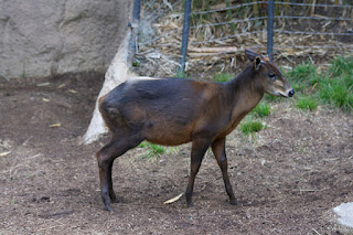 19 Fakta dan Informasi Menarik tentang Antelop