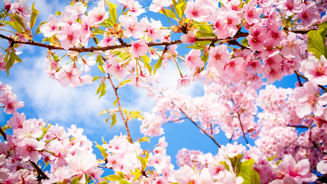 Spring Flowers HD Wallpapers