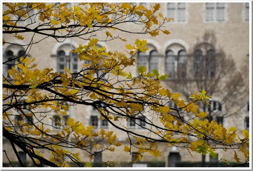 20161116-DSC07492