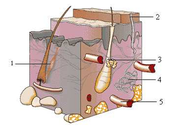  biologi, struktur tubuh, indra manusia