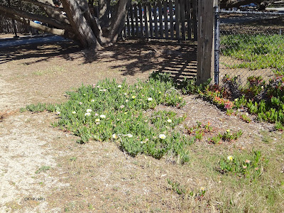 iceplant, Monterey, CA