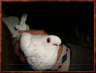 Egyptian Pigeon image
