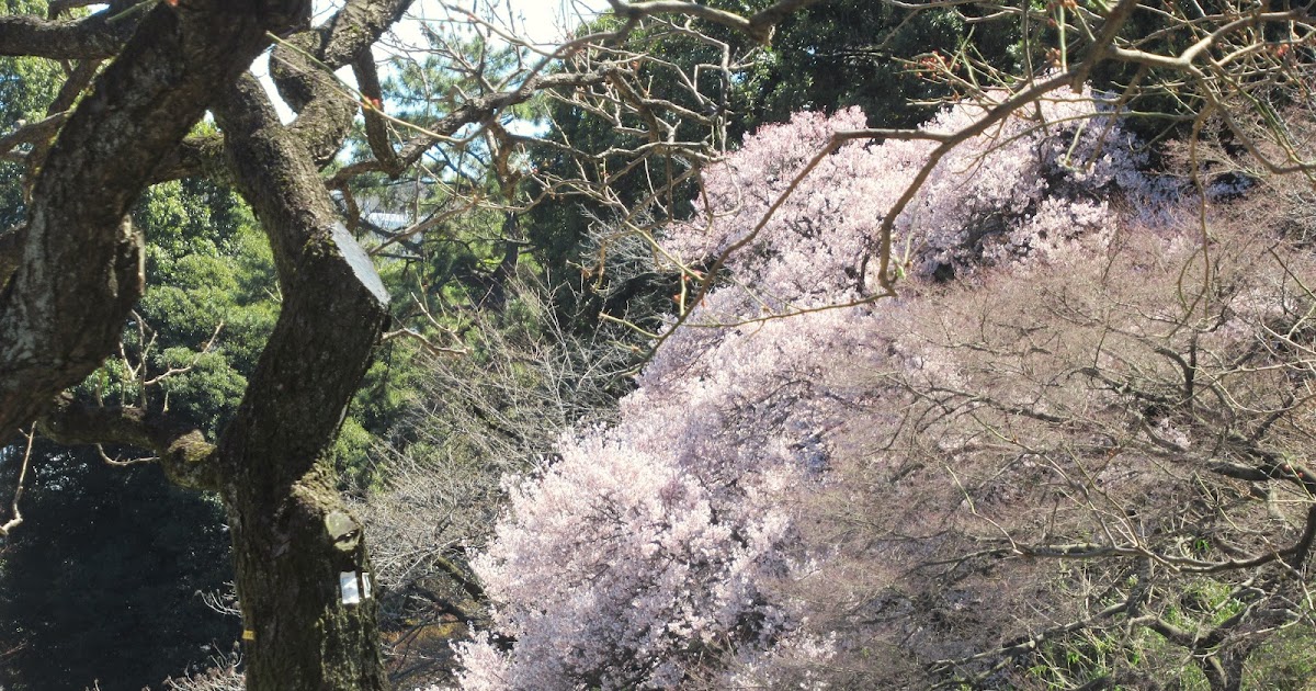 新宿御苑3月27日(水)