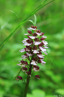 Orchis pourpre (Orchis purpurea), Fontainebleau