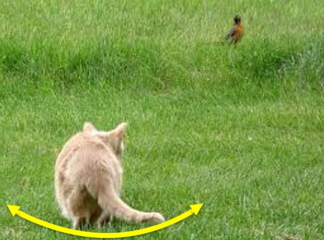 Cat stalking and tail wagging. The open ground does not provide cover for the cat which leads to indecision as to whether they should advance or not. This can result in tail wagging.  Photo: in public domain with arrows added.