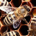 Αγγλία: 20.000 μέλισσες ακολούθησαν αυτοκίνητο για να σώσουν τη βασίλισσά τους