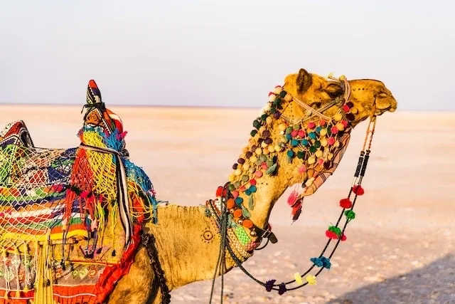 decorated-camel-jaisalmer