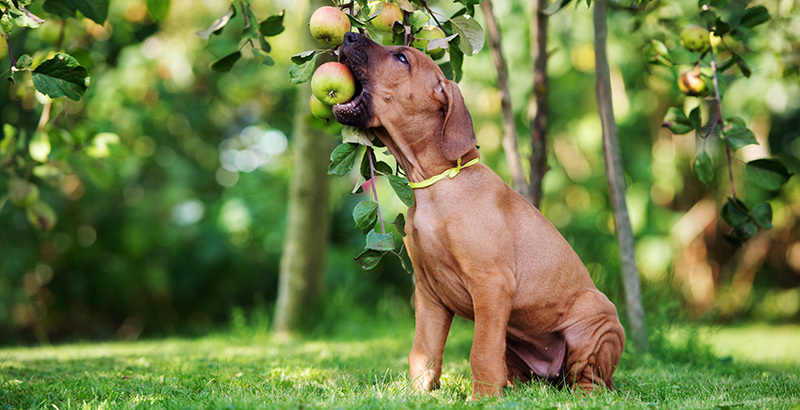  Les fruits à bannir, à donner, et ceux qui n’apportent rien