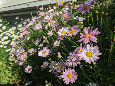 マーガレットの花の写真