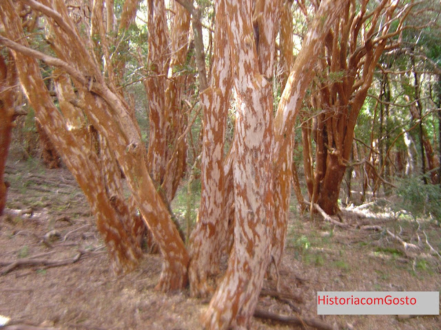  foto de árvores no Bosque dos Arrayanes  