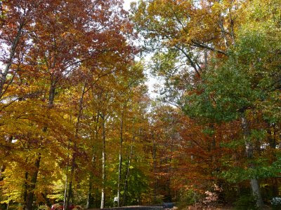 Fall colors and trees in Northern Virginia