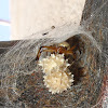 Black Widow Spiders Nest - Blog What You Ought To Know About Black Widow Spiders In Aiken / Black widow behavior, female and male identification, nest or web id and egg sac information.