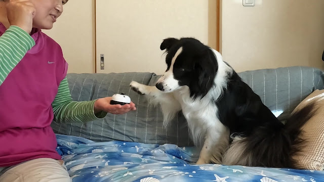 保護犬 ボーダーコリー トーマ