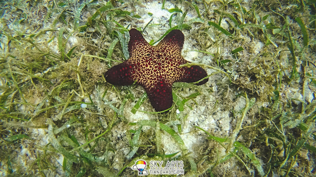 Bright red starfish