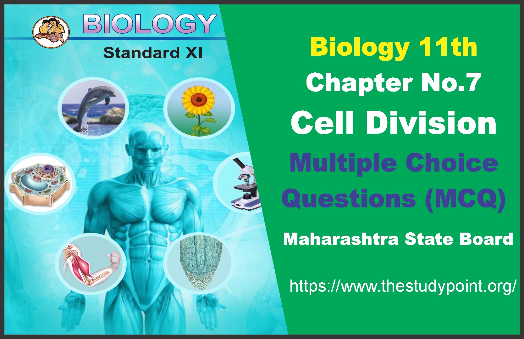 Cell Division 11th Biology MCQ