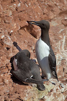 Common Murre – Helgoland, Germany – June 4, 2011 – Andreas Trepte