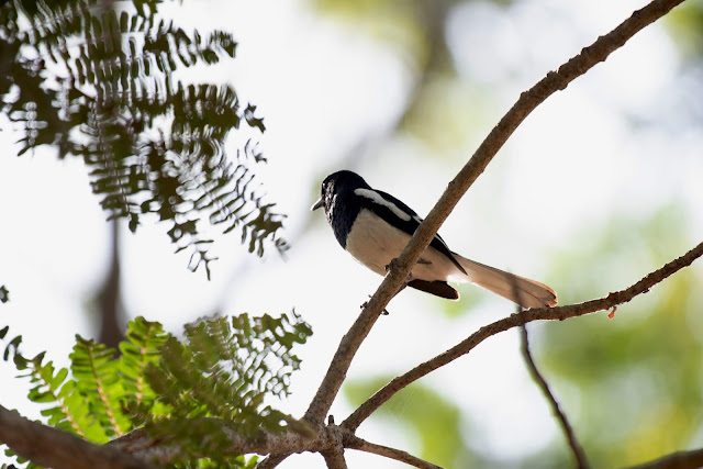 Birds Agumbe oriental magpie robin