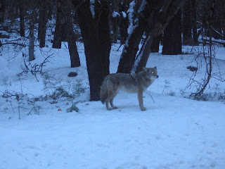 Snowy Coyote