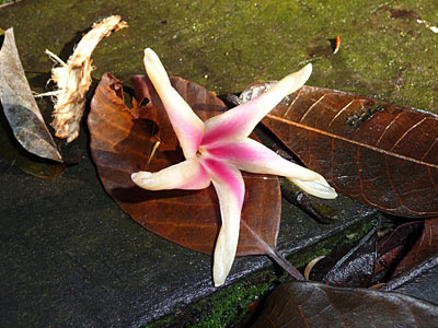 Keruing (Dipterocarpus caudatus) flower