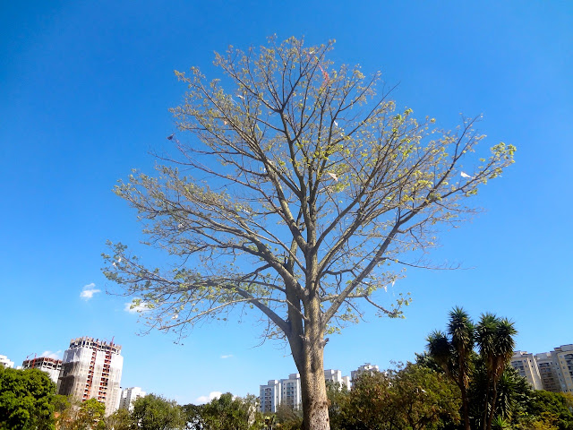 Parque Belém