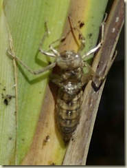 another nymph