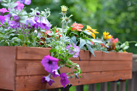 Pennington window boxes