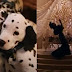 Το σκάνδαλο των «101 σκυλιών Δαλματίας» : H εμπορευματοποίηση της ράτσας και η ανεξέλεγκτη εγκατάλειψή τους, μετά την ταινία
