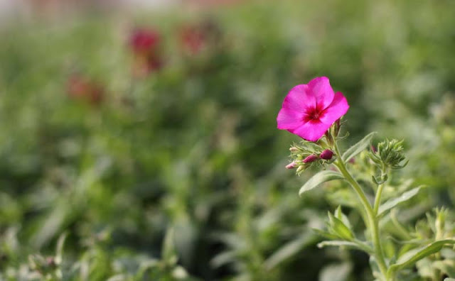 Phlox Flowers Pictures