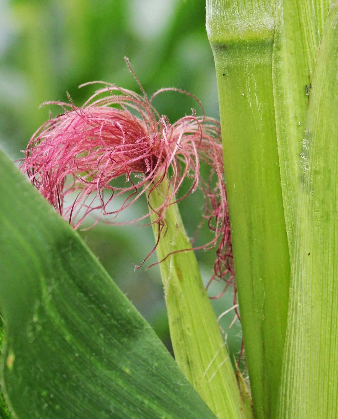 Ayo Tanam Jagung  Mengenal bunga  tanaman jagung 