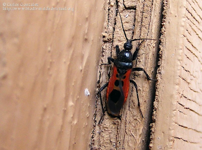 http://www.biodiversidadvirtual.org/insectarium/Peirates-stridulus-img524799.html