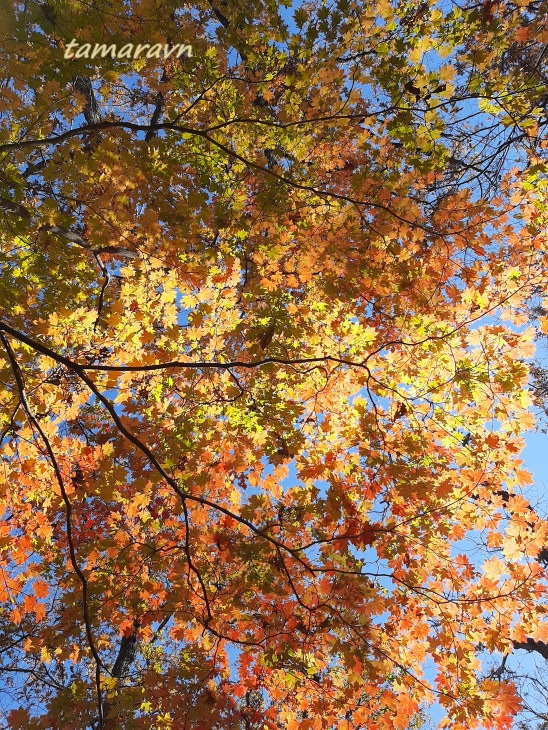 Клён ложнозибольдов (Acer pseudosieboldianum)