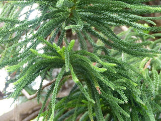 Araucaria de Cunningham - Pin de Hoop - Araucaria cunninghamii -