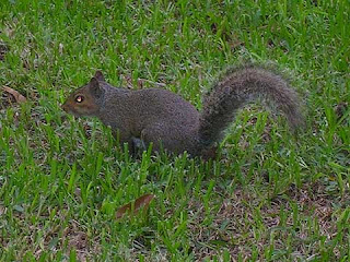 squirrel