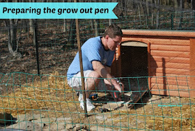 grow out pen for chickens