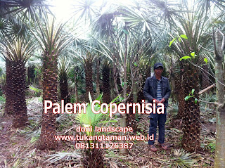 Jual Palem Copernis | Palem Copernisia | Jenis Palem kopernis