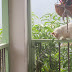 El Gatico