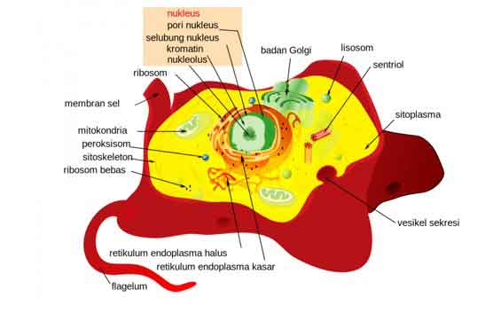 Organel  Sel  Hewan  Fungsi Struktur Gambar Lengkap 