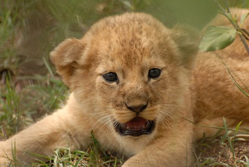 tiny cub