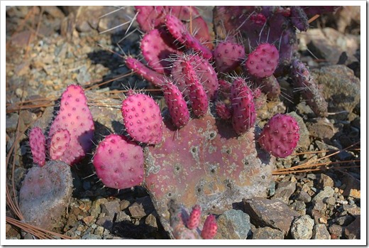120414_RBG_Opuntia-violacea_03