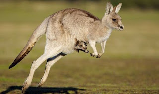 Kangaroo