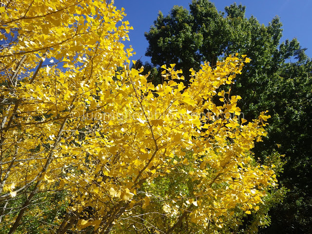 Wuling Farm maple autumn foliage