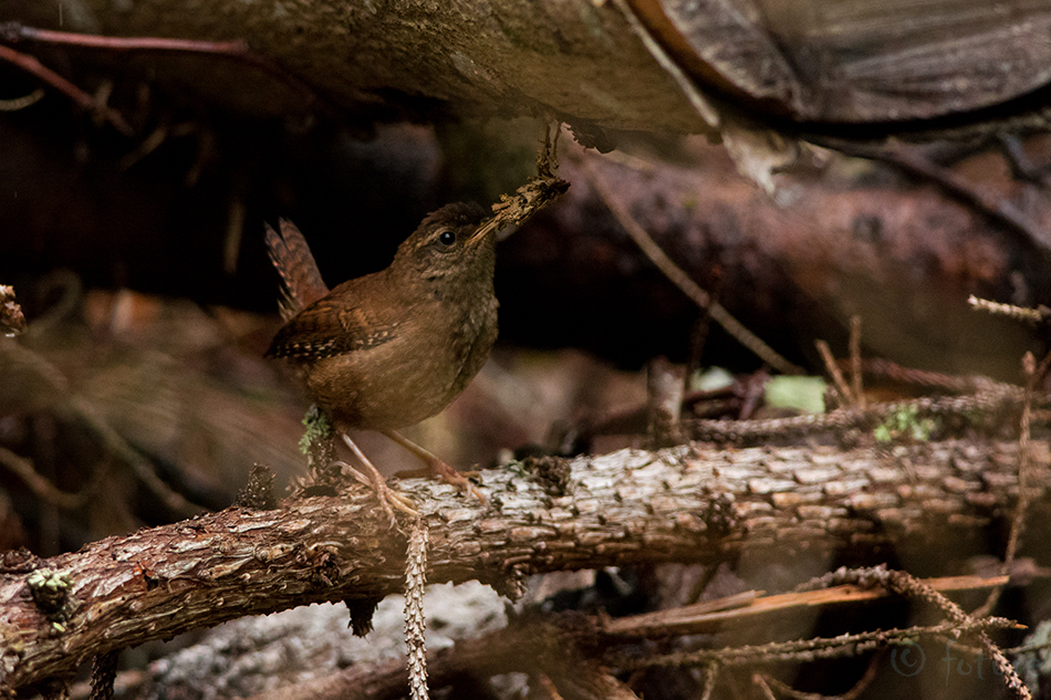 Käblik, Troglodytes troglodytes, Nannus troglodytes, Northern Wren, common