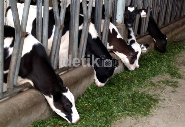 cara budidaya ayam potong yang baik